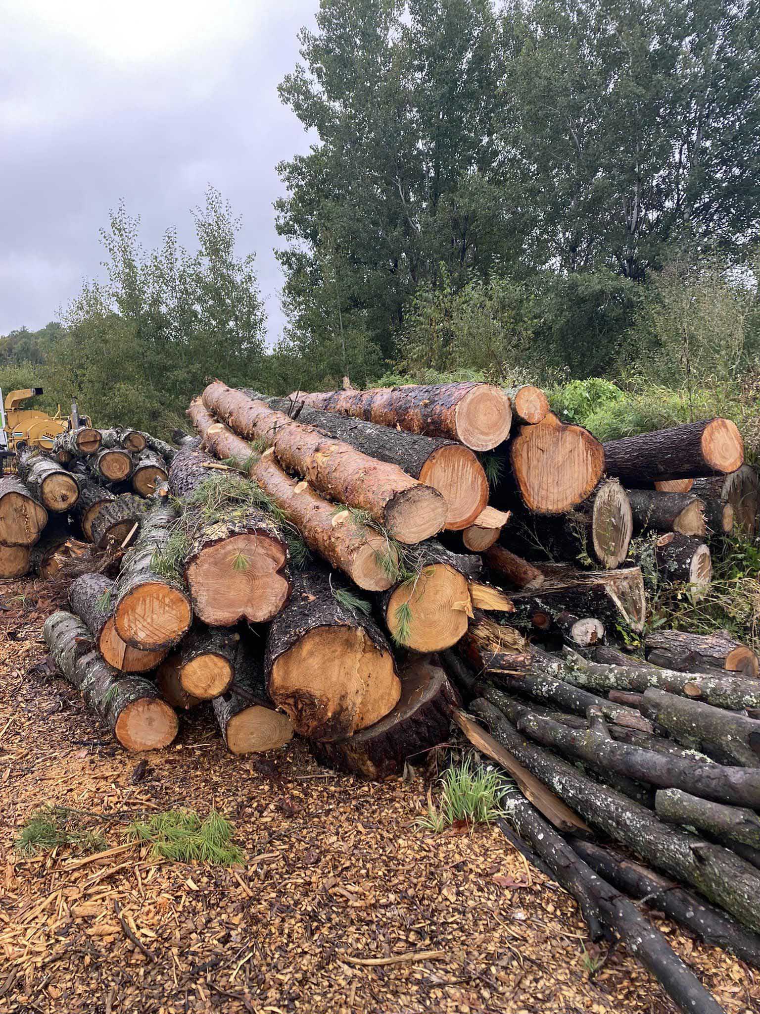 Enlèvement de souches professionnel.